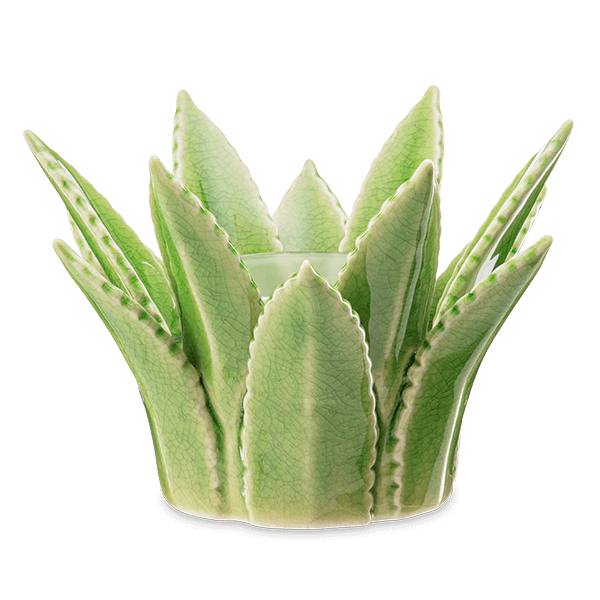 Aloe Vera Warmer